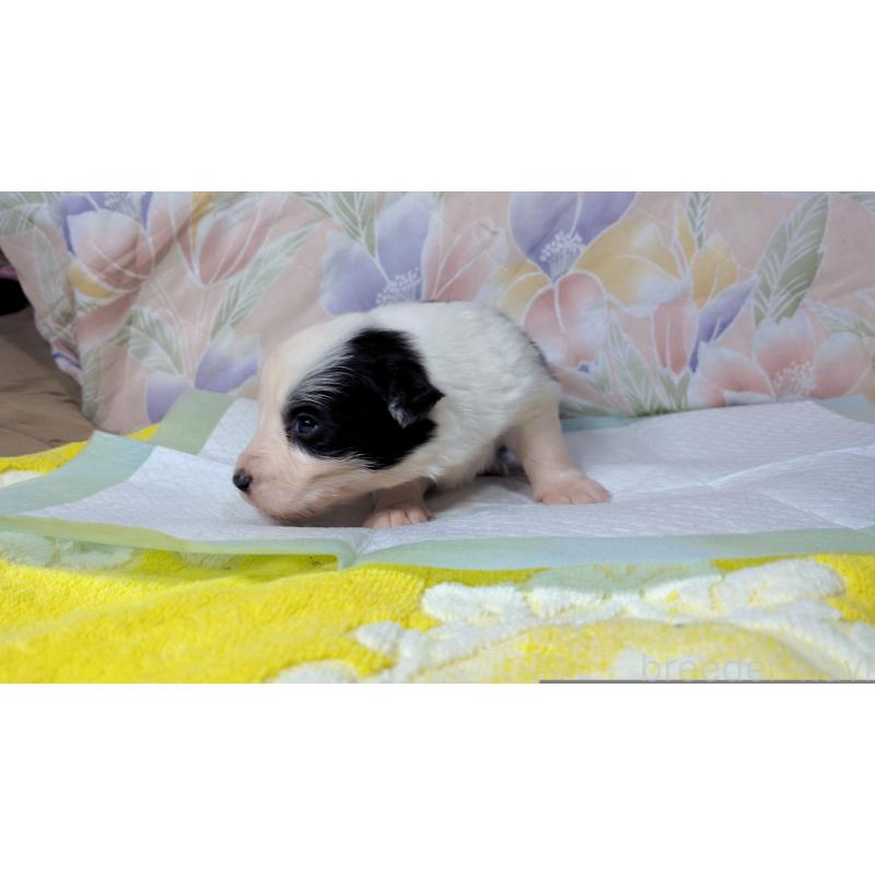 販売中の茨城県のボーダーコリー-451765の4枚目