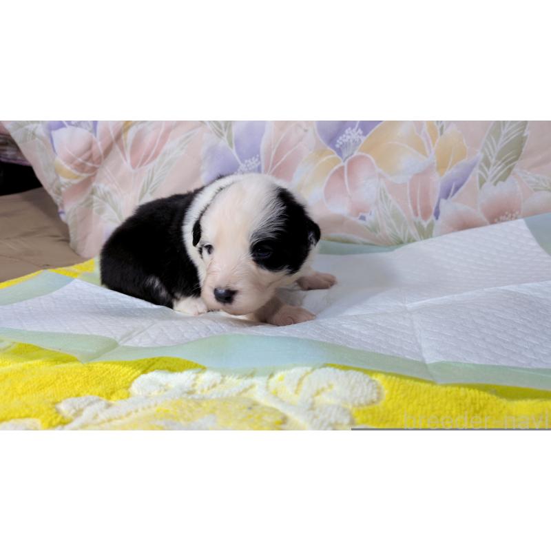 販売中の茨城県のボーダーコリー-451765の3枚目