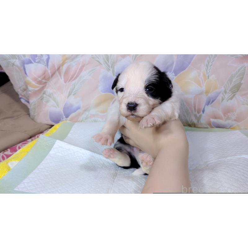 販売中の茨城県のボーダーコリー-451765の2枚目