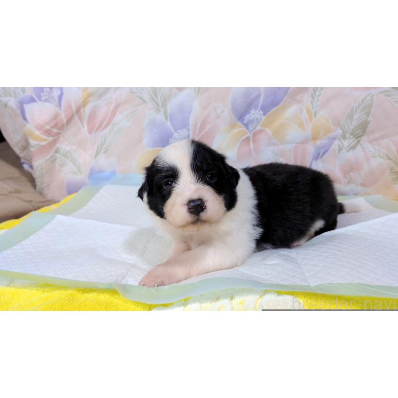 販売中の茨城県のボーダーコリー-451766の8枚目