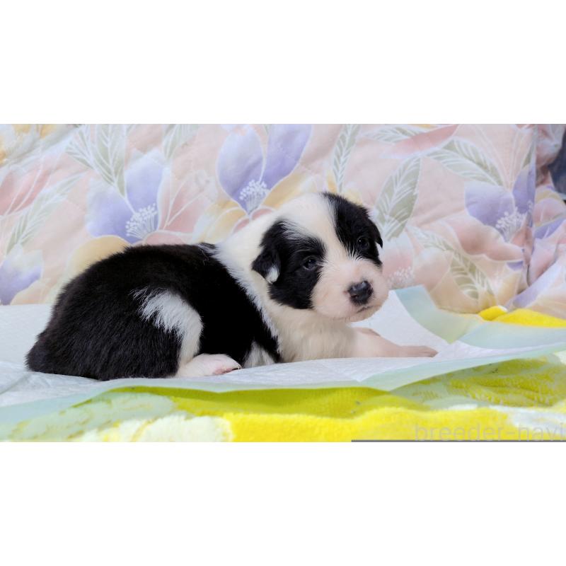 販売中の茨城県のボーダーコリー-451766の6枚目