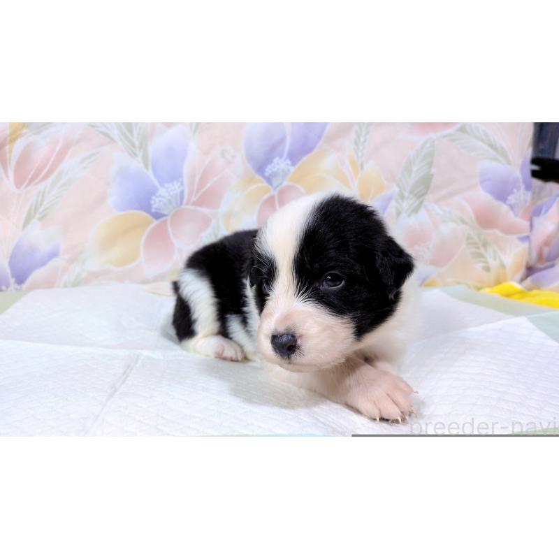 販売中の茨城県のボーダーコリー-451766の5枚目