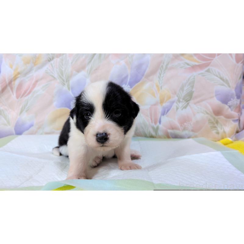 販売中の茨城県のボーダーコリー-451766の4枚目