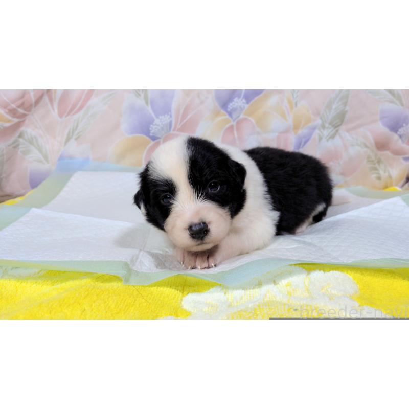 販売中の茨城県のボーダーコリー-451766の3枚目