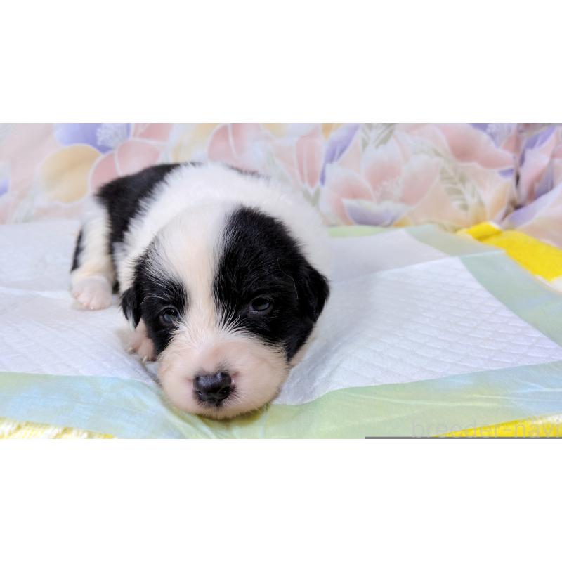 販売中の茨城県のボーダーコリー-451766の2枚目