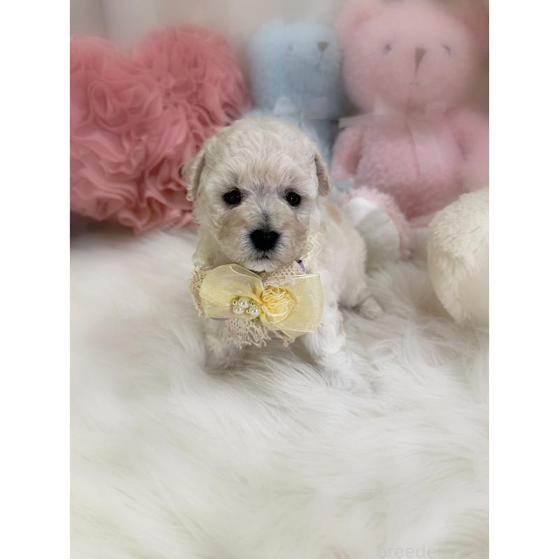 販売中の香川県のビションプー:ビションフリーゼ×トイプードル-451769の5枚目