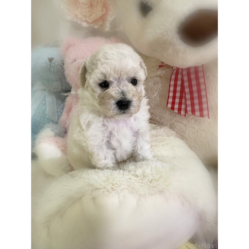 販売中の香川県のビションプー:ビションフリーゼ×トイプードル-451769の4枚目