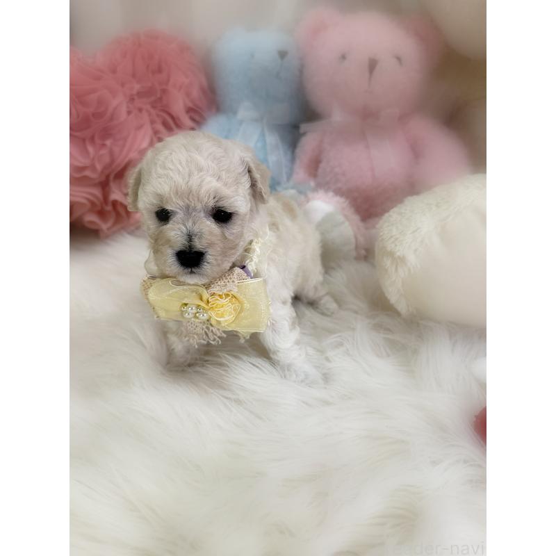 販売中の香川県のビションプー:ビションフリーゼ×トイプードル-451769の3枚目