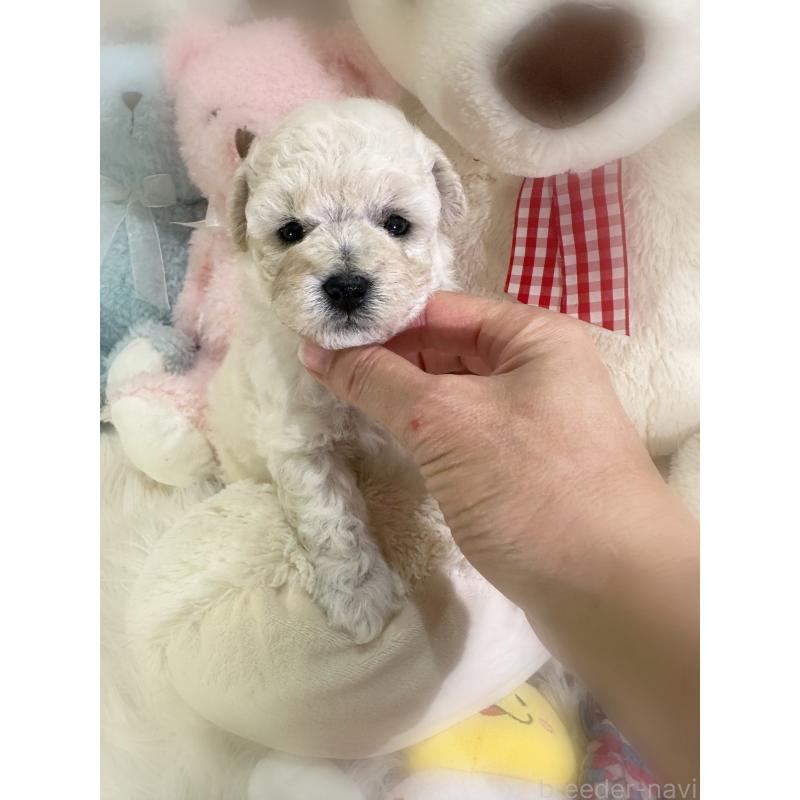 販売中の香川県のビションプー:ビションフリーゼ×トイプードル-451769の2枚目