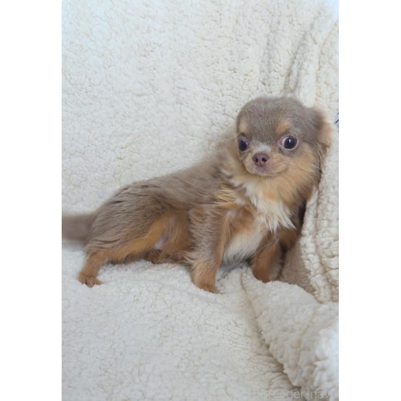 販売中の群馬県のチワワ(ロングコート)-421579の6枚目