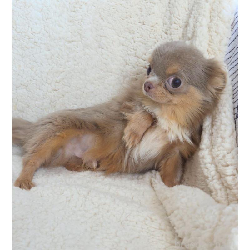 販売中の群馬県のチワワ(ロングコート)-421579の5枚目