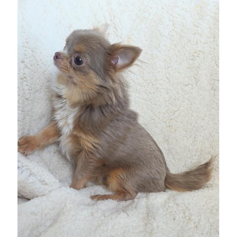 販売中の群馬県のチワワ(ロングコート)-421579の4枚目