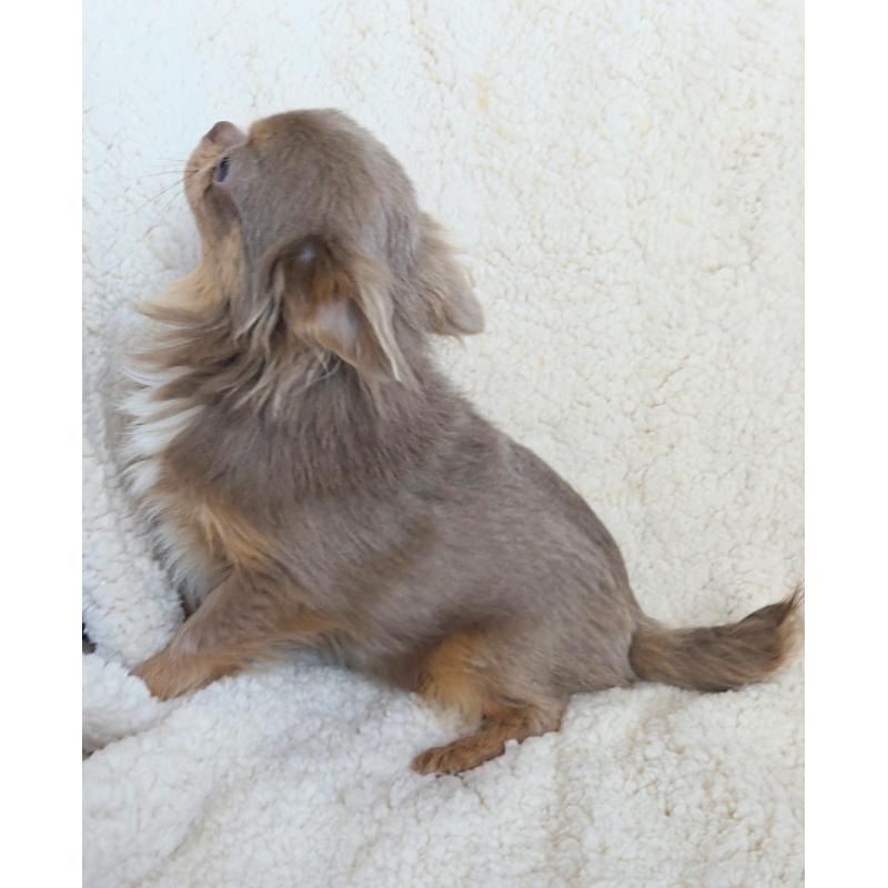 販売中の群馬県のチワワ(ロングコート)-421579の3枚目