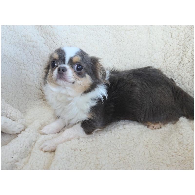 販売中の群馬県のチワワ(ロングコート)-420297の7枚目