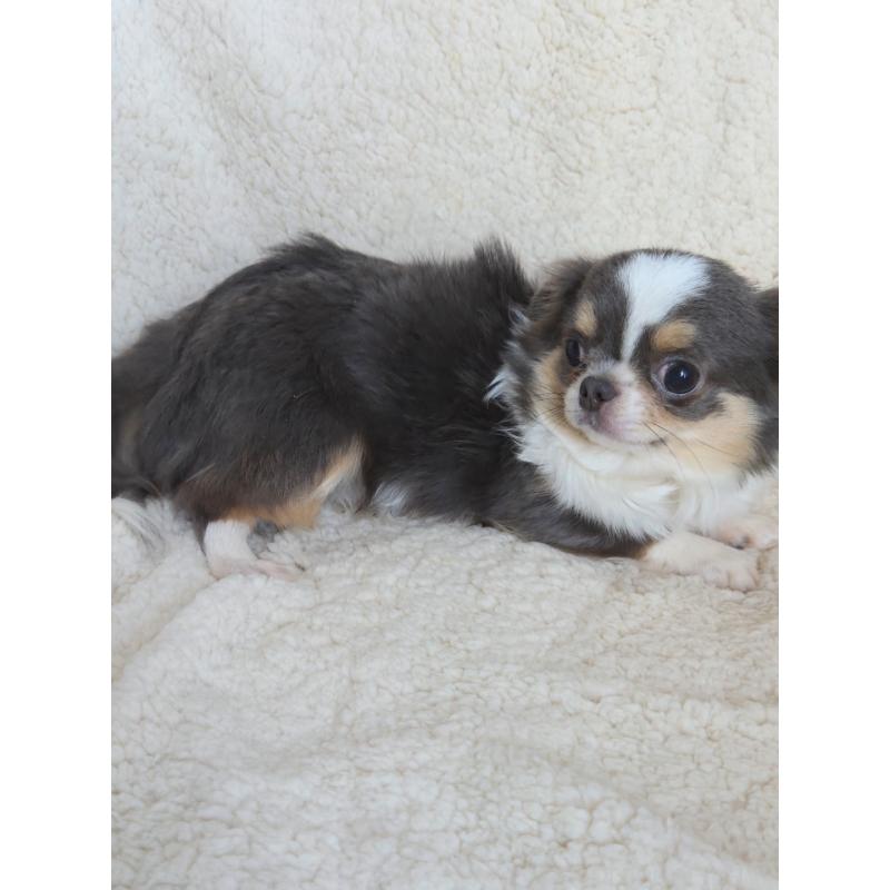 販売中の群馬県のチワワ(ロングコート)-420297の5枚目