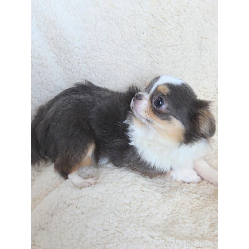 販売中の群馬県のチワワ(ロングコート)-420297の4枚目