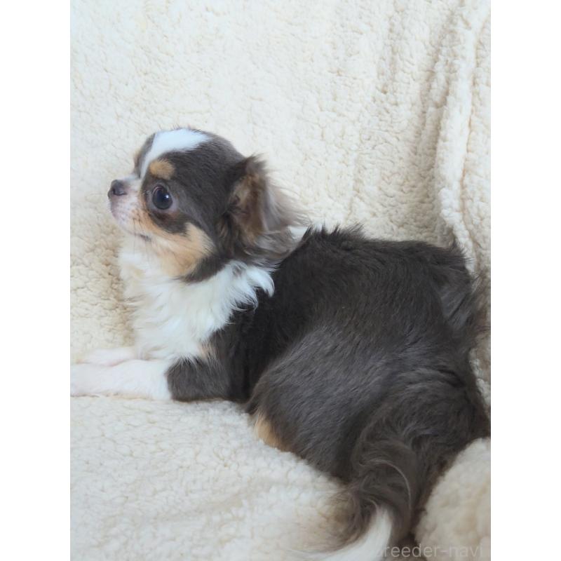 販売中の群馬県のチワワ(ロングコート)-420297の3枚目