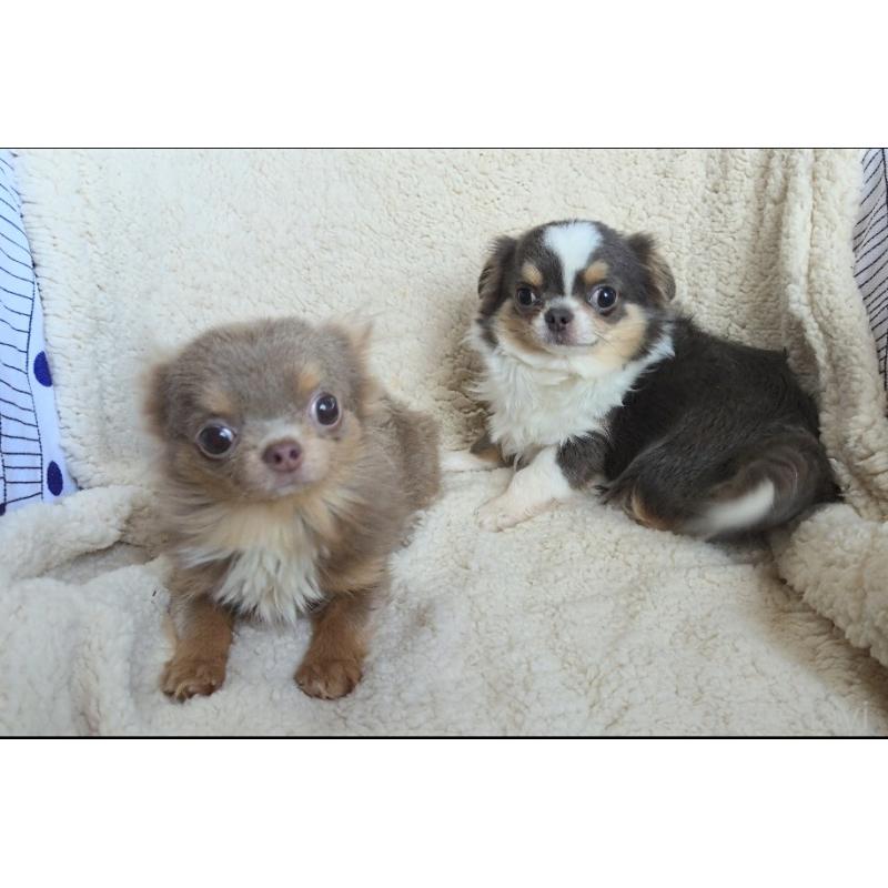 販売中の群馬県のチワワ(ロングコート)-420297の2枚目