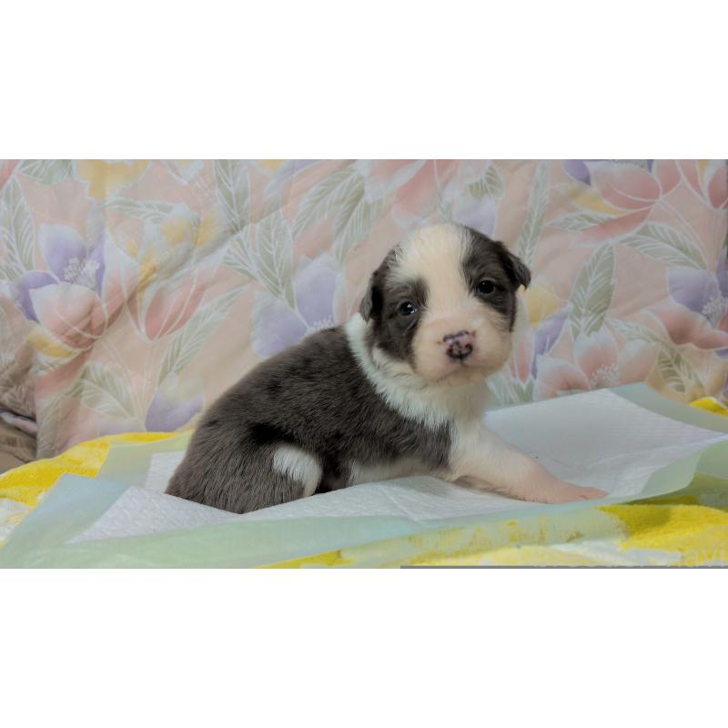 販売中の茨城県のボーダーコリー-451770の5枚目