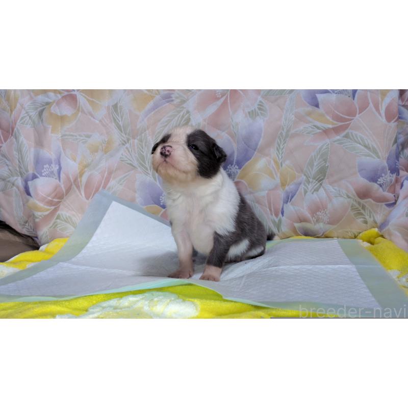 販売中の茨城県のボーダーコリー-451770の4枚目