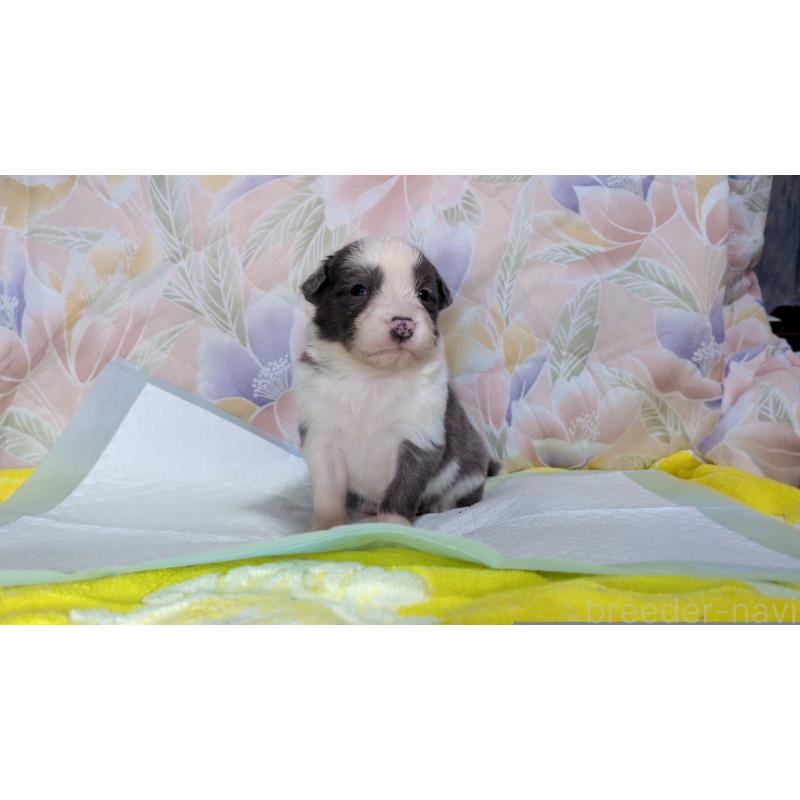 販売中の茨城県のボーダーコリー-451770の3枚目