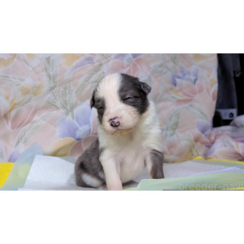 販売中の茨城県のボーダーコリー-451770の2枚目