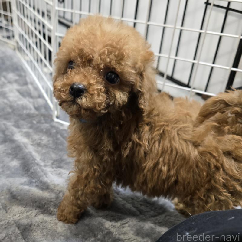 商談中の岡山県のトイプードル-445692の3枚目