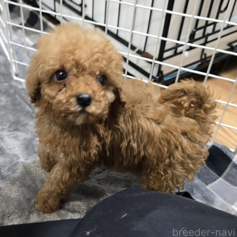 商談中の岡山県のトイプードル-445692の2枚目