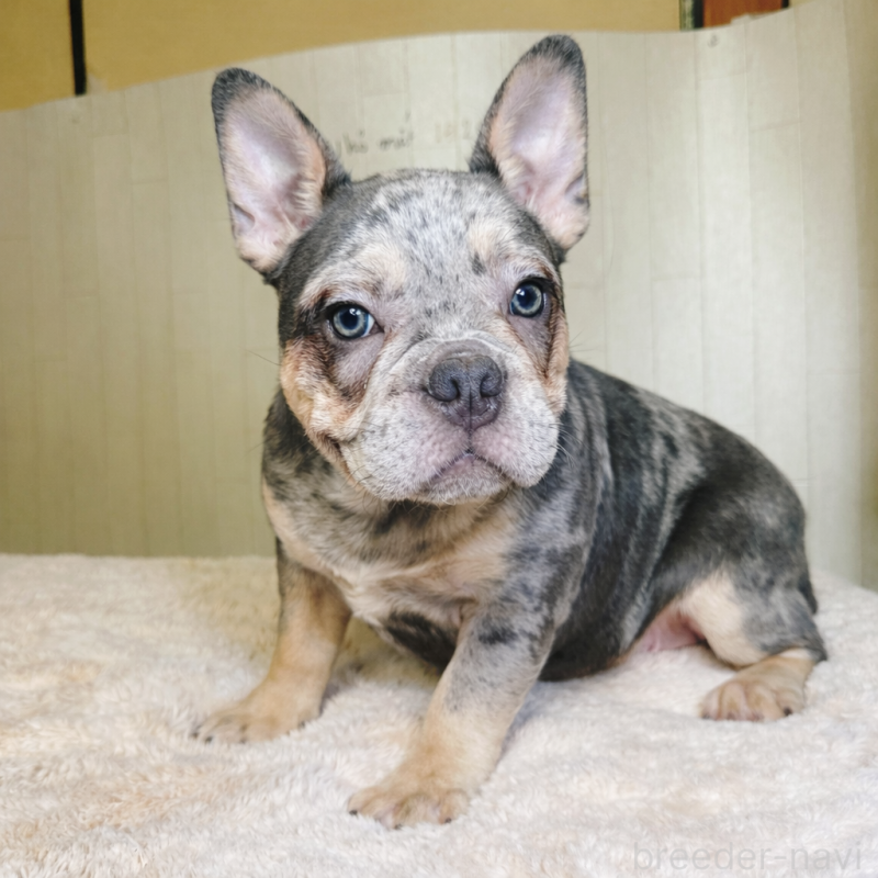 販売中の奈良県のフレンチブルドッグ-441625
