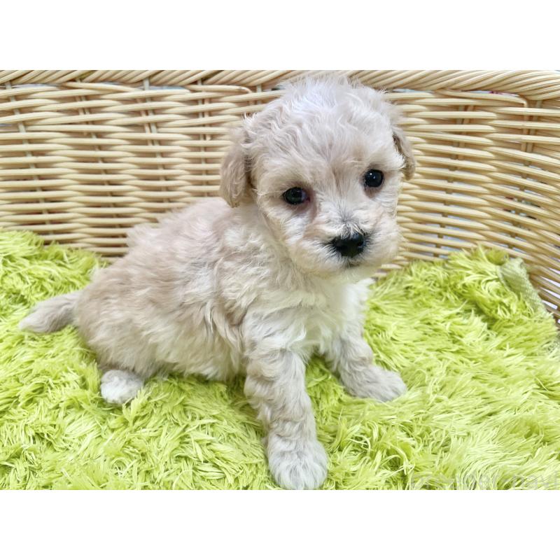 販売中の秋田県のマルプー:マルチーズ×トイプードル-451772の10枚目