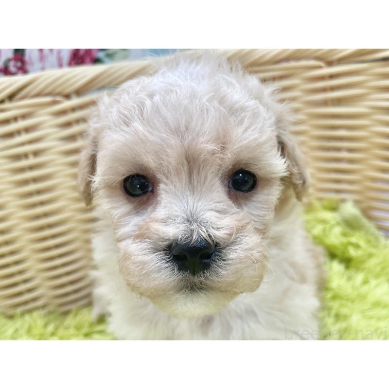 販売中の秋田県のマルプー:マルチーズ×トイプードル-451772の9枚目