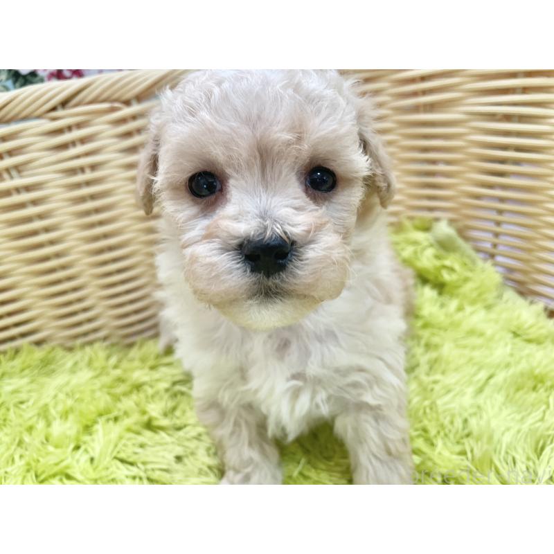 販売中の秋田県のマルプー:マルチーズ×トイプードル-451772の8枚目