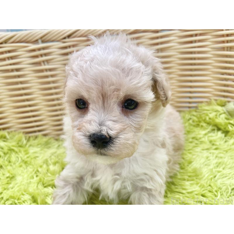 販売中の秋田県のマルプー:マルチーズ×トイプードル-451772の7枚目