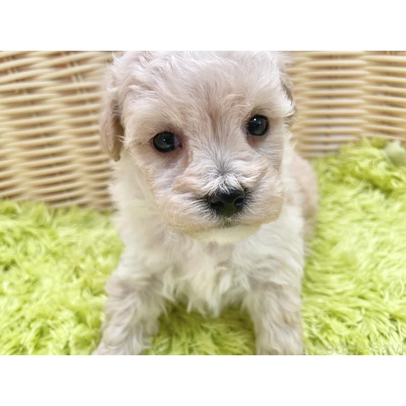 販売中の秋田県のマルプー:マルチーズ×トイプードル-451772の6枚目