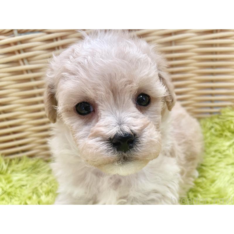 販売中の秋田県のマルプー:マルチーズ×トイプードル-451772の5枚目