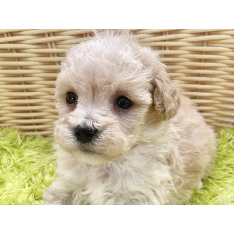 販売中の秋田県のマルプー:マルチーズ×トイプードル-451772の4枚目