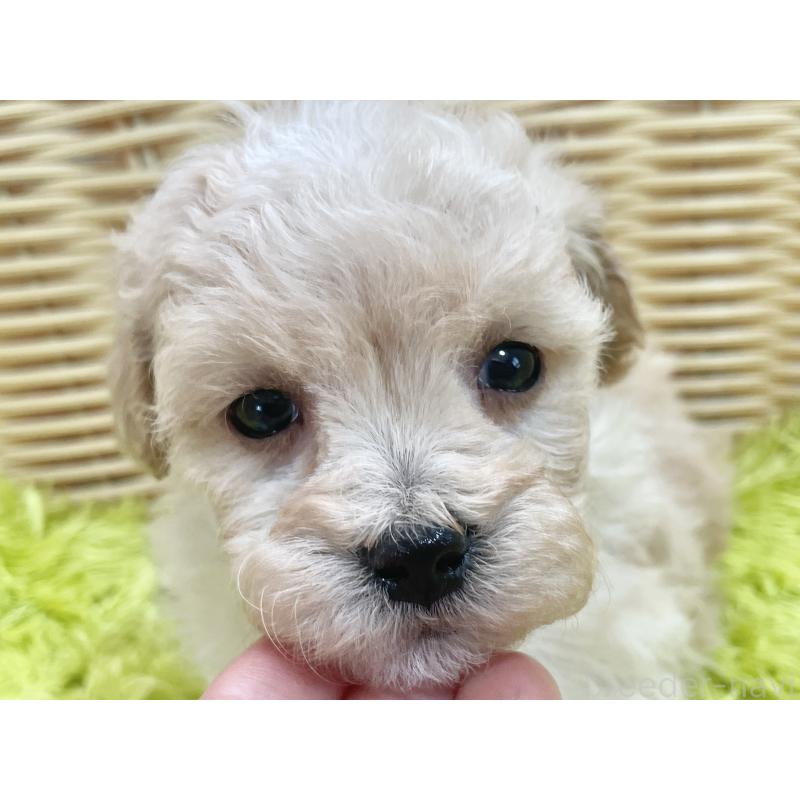 販売中の秋田県のマルプー:マルチーズ×トイプードル-451772の3枚目