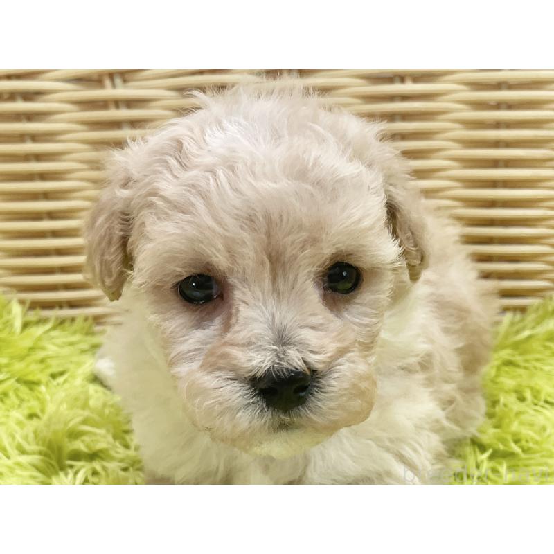 販売中の秋田県のマルプー:マルチーズ×トイプードル-451772の2枚目