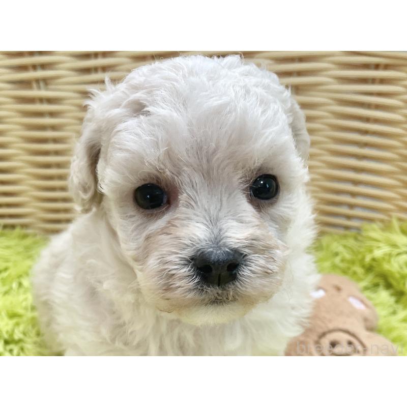 販売中の秋田県のマルプー:マルチーズ×トイプードル-451773の8枚目