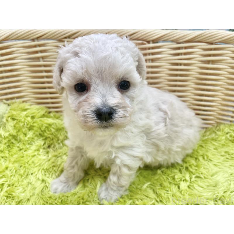 販売中の秋田県のマルプー:マルチーズ×トイプードル-451773の7枚目