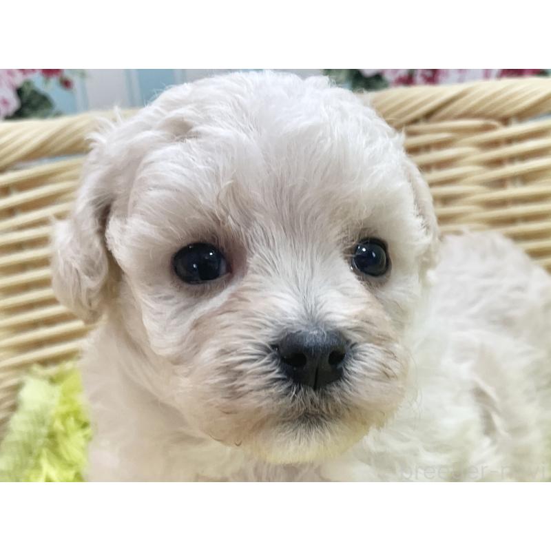 販売中の秋田県のマルプー:マルチーズ×トイプードル-451773の6枚目