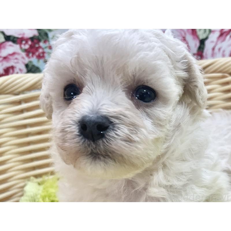 販売中の秋田県のマルプー:マルチーズ×トイプードル-451773の5枚目