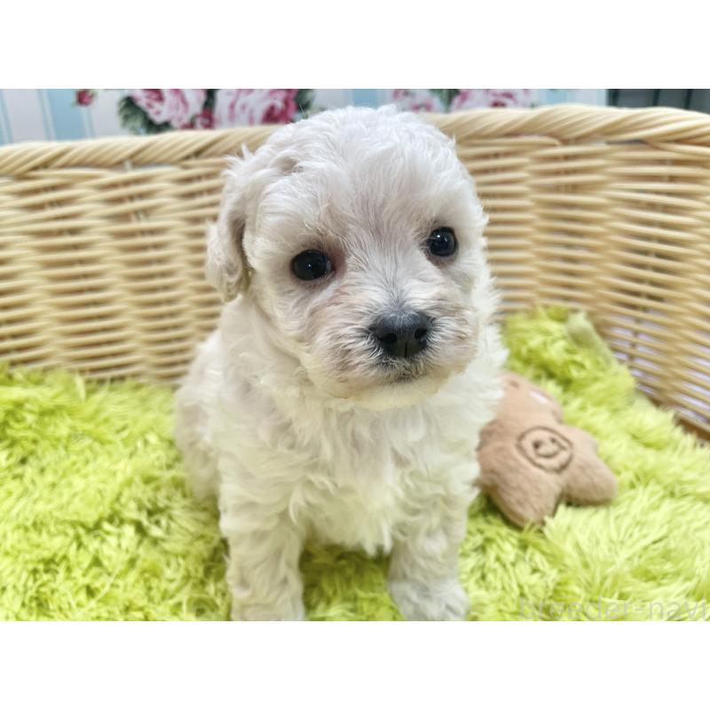 販売中の秋田県のマルプー:マルチーズ×トイプードル-451773の4枚目