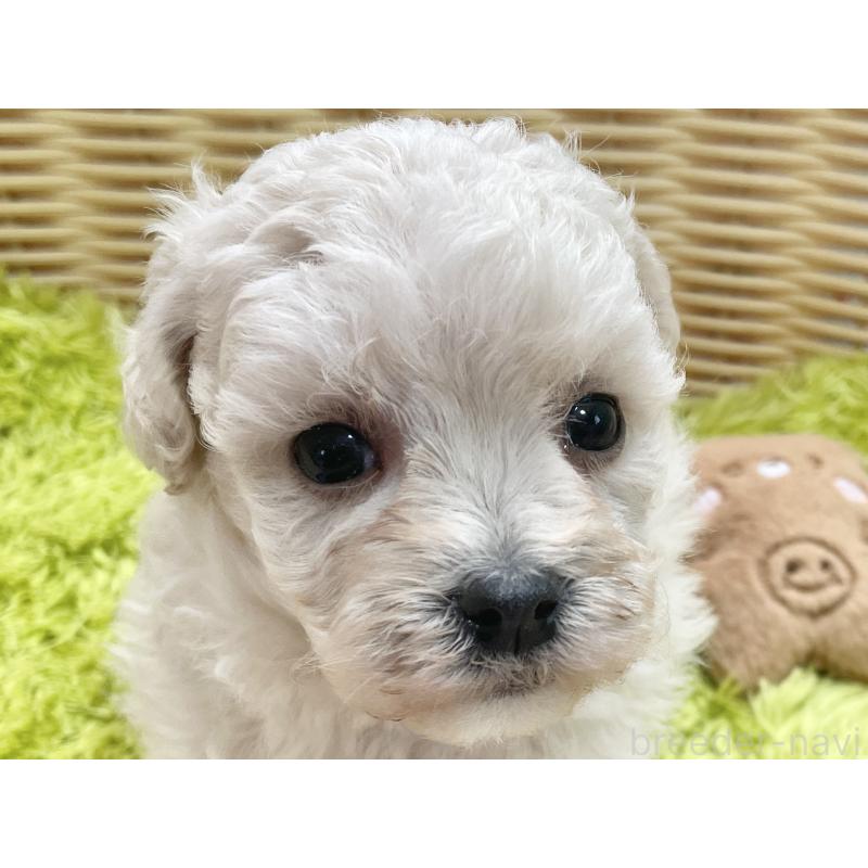 販売中の秋田県のマルプー:マルチーズ×トイプードル-451773の3枚目