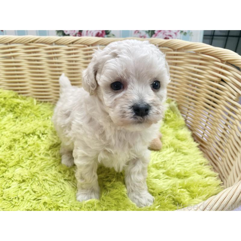 販売中の秋田県のマルプー:マルチーズ×トイプードル-451773の2枚目