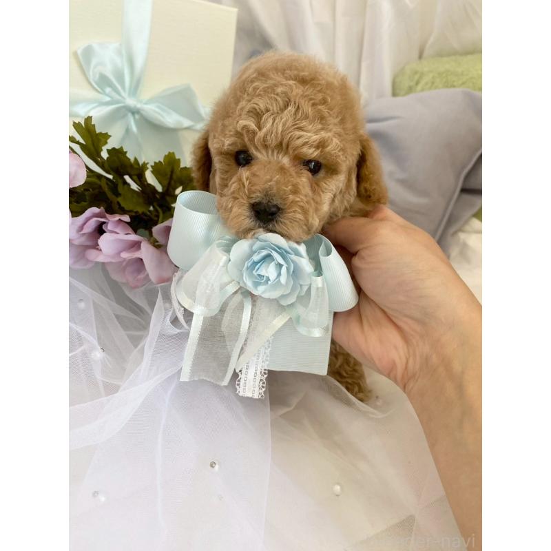 販売中の兵庫県のタイニープードル-447126