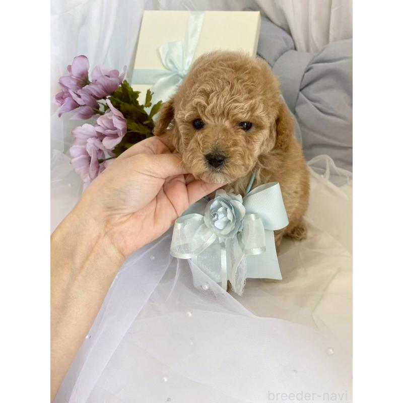 販売中の兵庫県のタイニープードル-447126の5枚目
