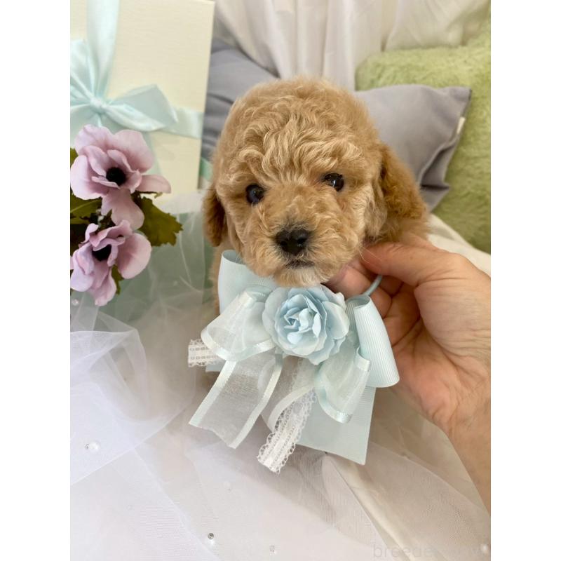 販売中の兵庫県のタイニープードル-447126の4枚目