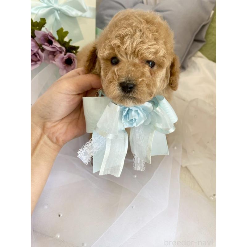 販売中の兵庫県のタイニープードル-447126の3枚目