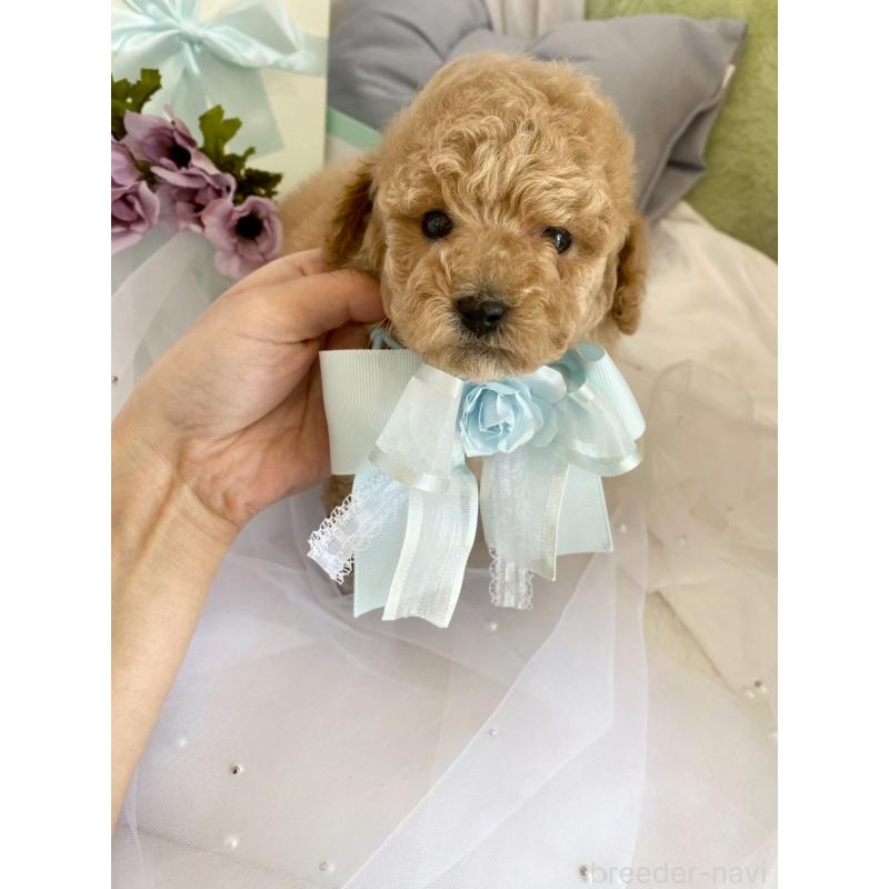 販売中の兵庫県のタイニープードル-447126の2枚目